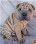 Chinese Shar-Pei